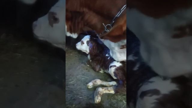 Рогатые акции приносят дивиденды. Как назовем? Варианты в комментарий