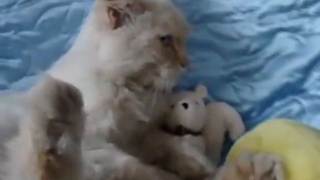 Кот Филя сидит  и зависает)