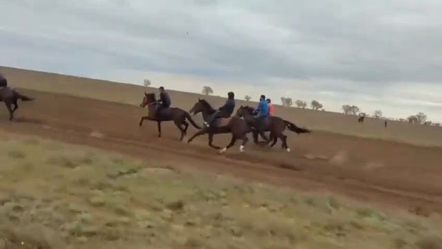 Кубок Кавказа среди рысаков и иноходцев 1этап ( Дагестан 2023 год)!!!