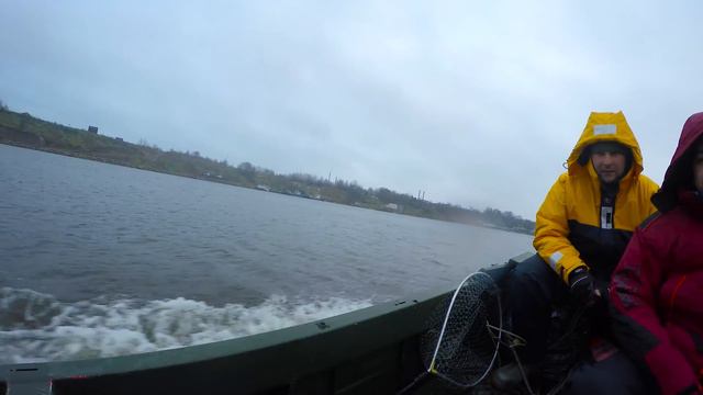 Нарвский судак.