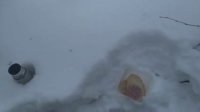 Охота на белку с пневматикой МР-512 и собакой.