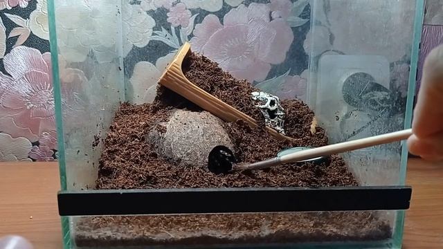 Почему не стоит злить паука?