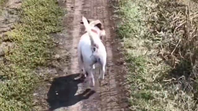 Почему у джек рассела такая походка?