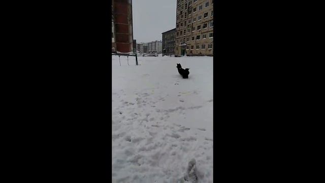 Ненецкие лайки Гера и Зевс. Просто прогулка.