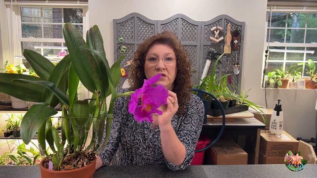 Large Cattleya In My Collection/Windowsill Orchid/Show &Tell/Nov. 2023