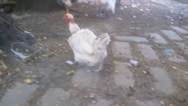 голошейка испанская