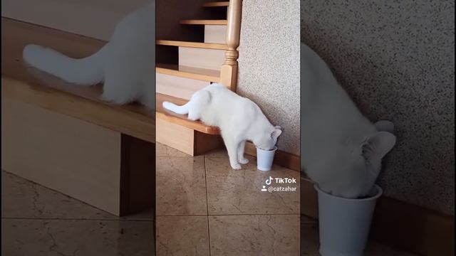 Тихо! кот ест.