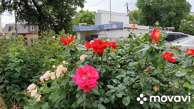 #Ейск?Возвращение домой. Ейские хохотунчики.