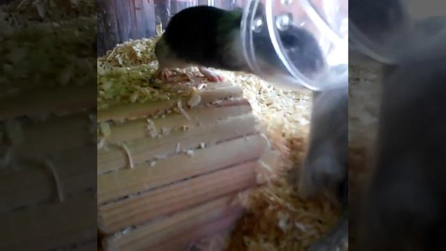 Мои домашние животные