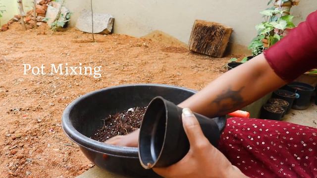 #unboxing #plants | #philodendron Squamiferum | #syngonium Pink