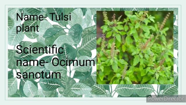 PLANT'S WITH IT'S SCIENTIFIC NAME