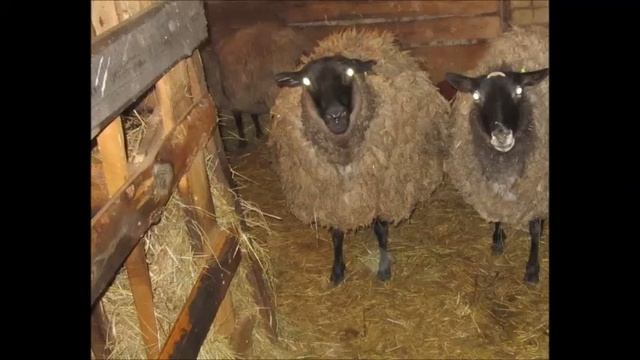 романовские овци