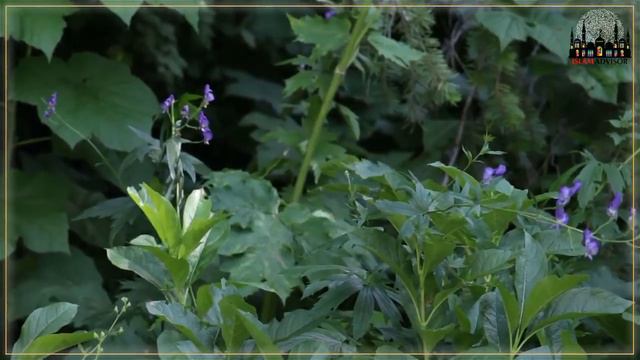 How To Grow Stevia Plant || Benefit Of Stevia Plant In Urdu