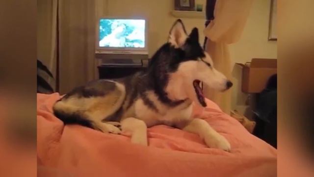 ТОП 5 ГОВОРЯЩИХ ЖИВОТНЫХ  ГОВОРЯЩИЕ ЖИВОТНЫЕ