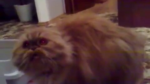 Говорящий КОТЭ