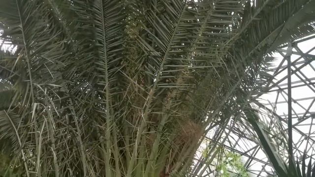 Ботанический сад в Ташкенте.