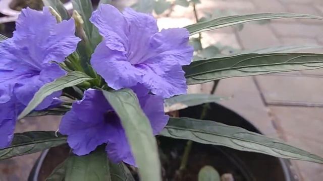 How To Grow And Care Mexican Petunia/Purple Showers