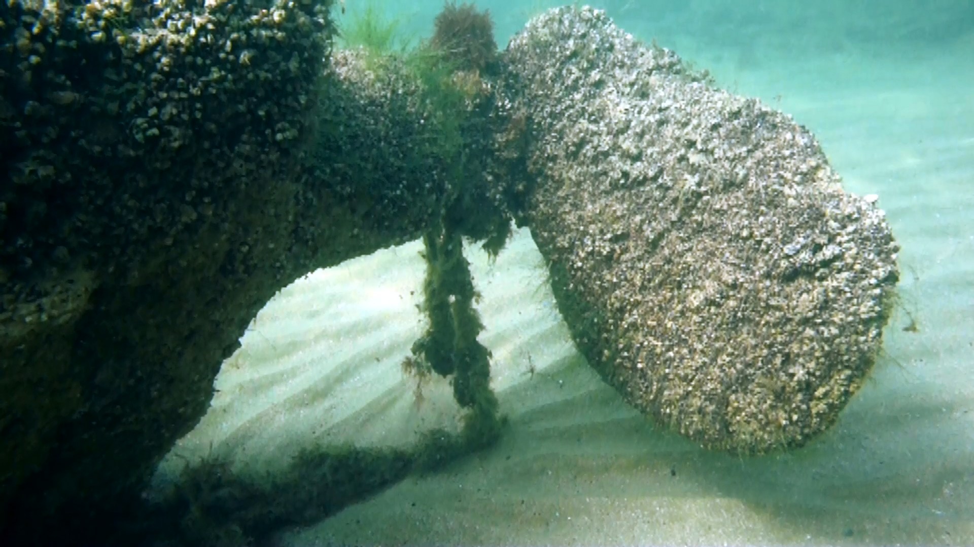 Подводные съемки Азовского моря. Второй фрагмент. Затонувший корабль и морские анемоны.