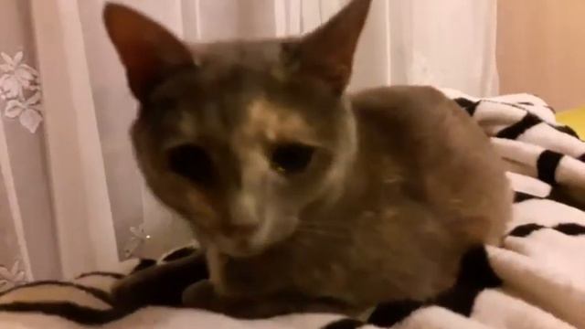 2335). 07.01.2017 - Кошка Тася нашла дом (видео из дома)