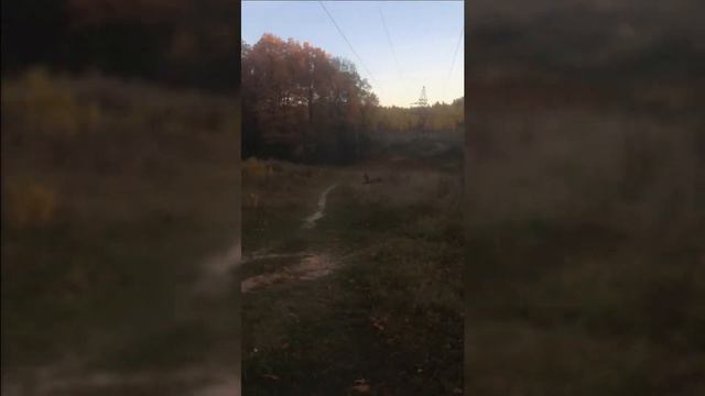 Тайский риджбек леТая
