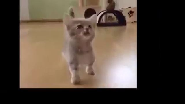 Немного смеха вместе с Маркиплаером