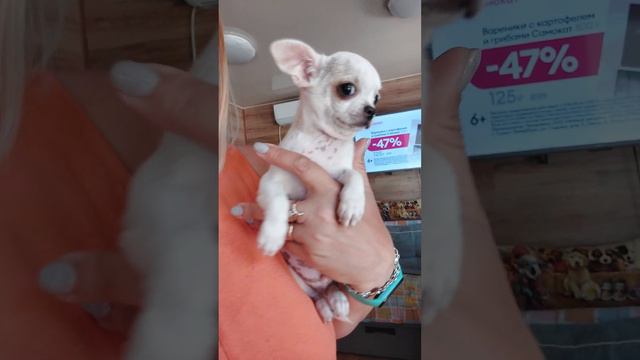 Мини Граф Орлов 💥 Елисеевич #продажа #чихуахуа питомник Кастропуло +79787458062 #купить щенка
