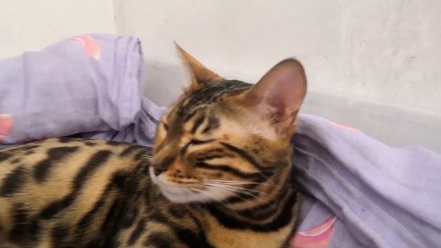 Бенгальская кошка с котятами, 1 месяц
