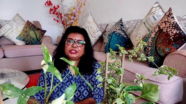 What Is A Variegated Plant. What Causes Veriegation.