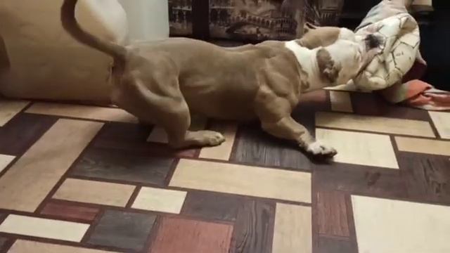 Мега машина! Наталья, монстр! #щенки #булли #американскийбулли #собака #щенкибулли