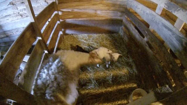 Приятное утро Овцы продолжают размножаться.