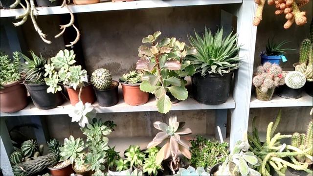 Como Estão As Sucus Com O Telhado E Orastachys E Crassula.