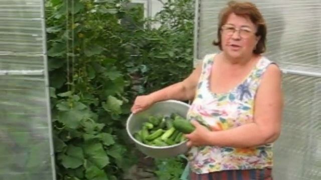 Недорогая теплица из поликарбоната GreenBox