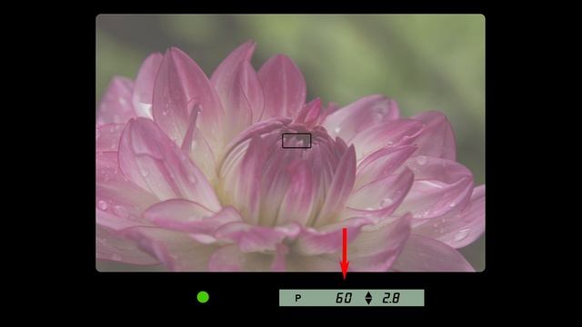 The Minolta Maxxum 7000 - Photography Was Never The Same