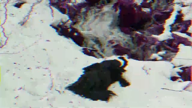 Riesenschnauzer Dog Breed