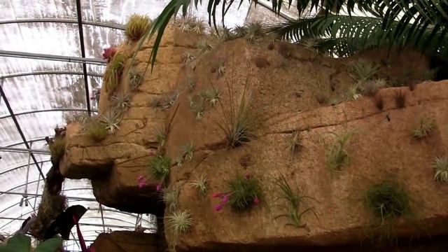 Barry Landau's Tropical Planet - Tillandsia Symphony 1