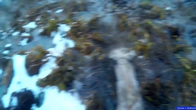 Охота на Лося