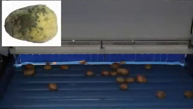 Картофель, морковь - сортировка оптическая