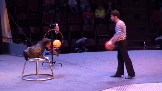 Circus. South American Fur Seal. Цирк. Южноамериканский морской котик