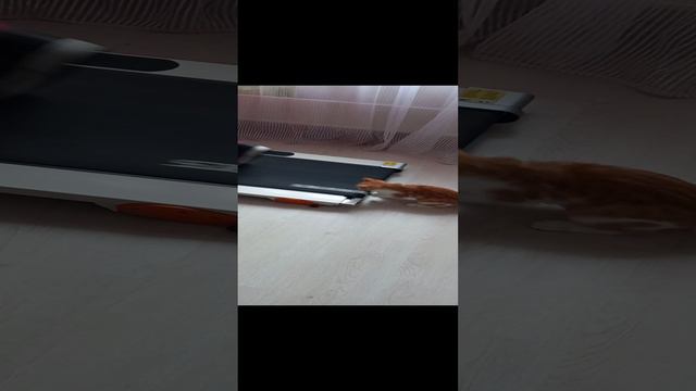 Леон в Деле