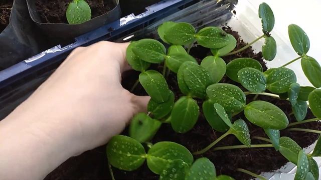 ПОЛЕЙТЕ этим рассаду . Мощные корни сразу