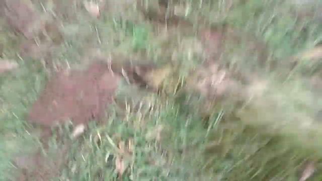 Металоискатель Minelab 340, удивил (первый раз копаю и уже ПРОФИ!!!)))