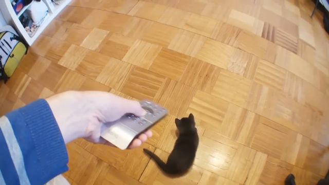 Remote Control Cat / Кот на дистанционном управлении