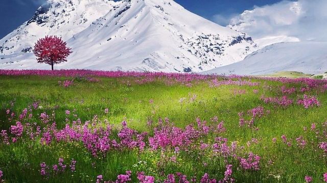 В. А. Моцарт.  СОНАТА № 12  ч. I Allegro.(обр. для квартета с аккордеоном)