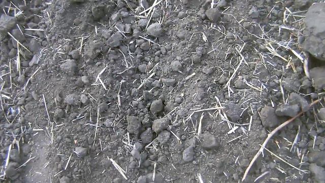 Посев озимого ячменя в сухую землю!