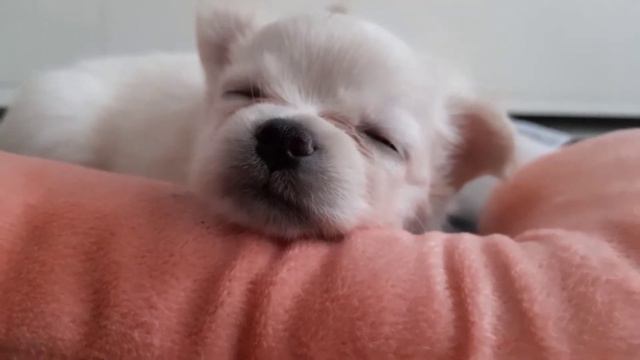 Cute chihuahua puppies. They are 1 month and 10 days old. 귀여운 치와와 강아지. 생후 1 개월 10 일입니다.