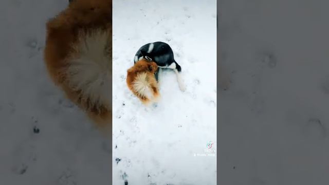 #хаски #хась #хаскилюбятласки #хаскищенок #щенок #husky #щенки #шпиц