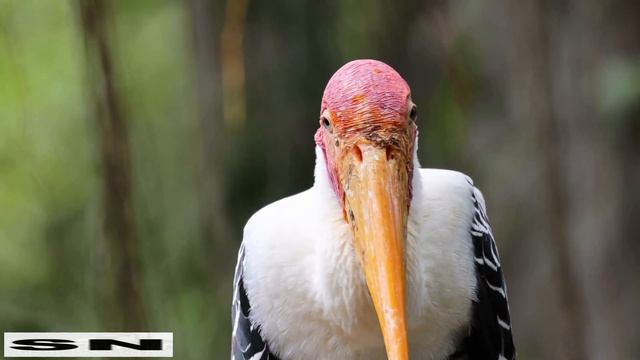 Красивые Животные, MAN lOVE ANIMALS!!!! Animals of Asia 4K-Scenic Wildlife Film With Calming Music,