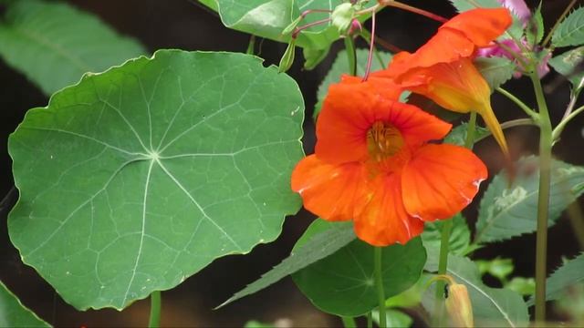 Canon PowerShot SX40 HS