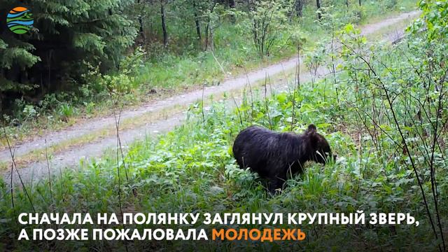 Медвежий завтрак подсмотрела одна из фотоловушек на Урале