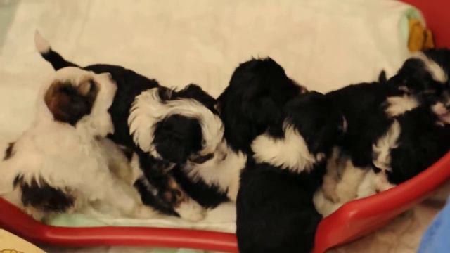 С-помет играется))  S-litter Playing)))